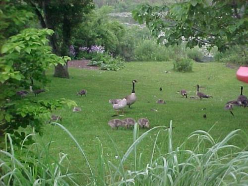 geese pic - A goose of a different color?