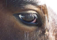 horse horse