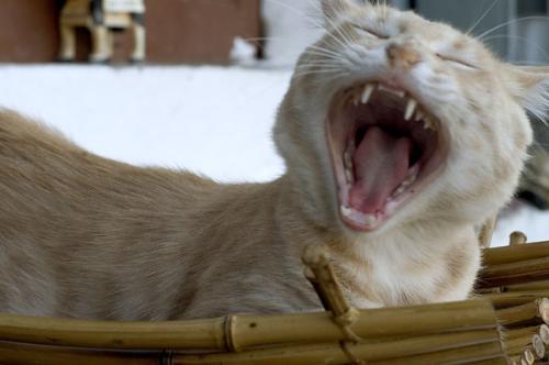 ferocious cats - ferocious cats