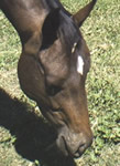 horse