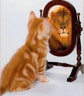 Superiority complex - A cat looking in mirror & seeing a lion in it!