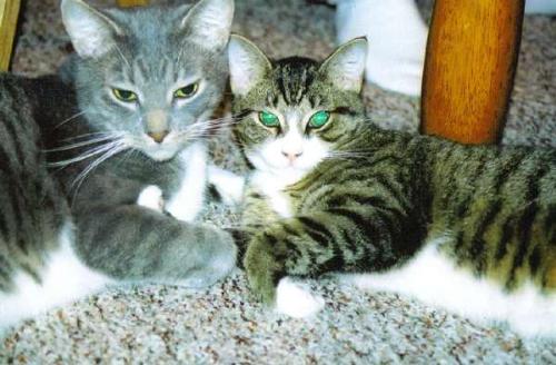 Leo & Moses - Here are my two sweet cats!!  Leo & Moses