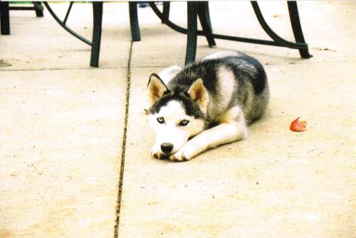 Haley - Here's my Haley when she was still a puppy.