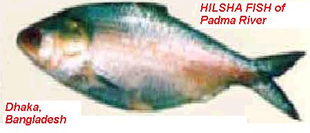 Hilsha Fish abundance in Bangladesh  - Hilsha Fish silver color and very tasty.