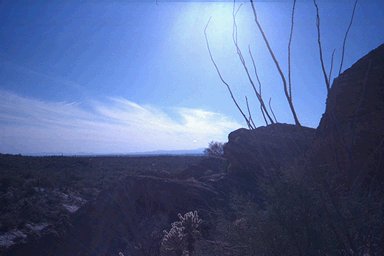 Pic taken in Saguaro National Forest East - A beautiful picture of part of the Saguaro National Forest