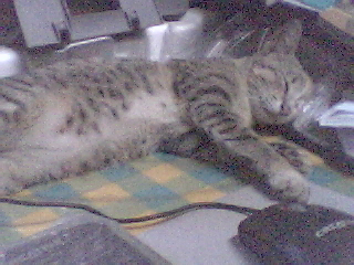 My cat - This my sweety cat.