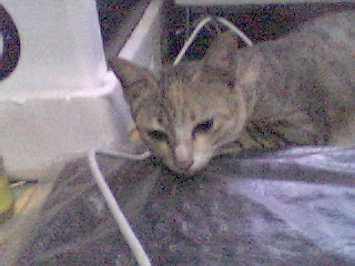 My cat - My sweety cat.