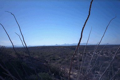 Pic from Saguaro National Forest East - Picture taken in the 90s of the Saguaro National Forest