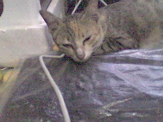 My cat - My sweety cat.
