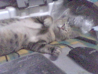 My cat - My sweety cat