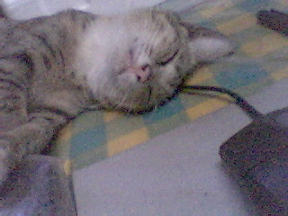 My cat - My sweety cat