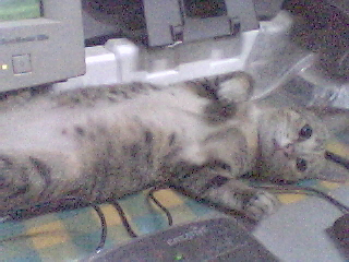 my cay - my sweety cat
