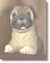 pug dog - Here is cute little fello