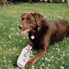 dog chewing - my dog used to chew shoes