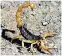 scorpion - with the tail upraised must be defensive stance.  wonder what concerned it!!??