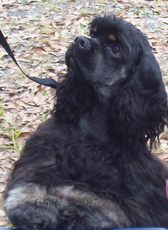 Merlin - One of our babies.