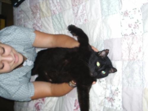 Sabbath - My eldest black cat