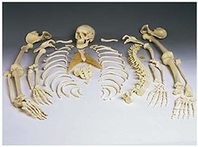 Skeleton - Bones - separated