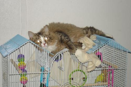 Kitty Ann and Sonny - The cat loves to terrorize the bird and sleeping on top of the cage ensures that she will be the first to know if he escapes.