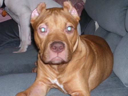 PITBULL - A PIC OF A PITBULL