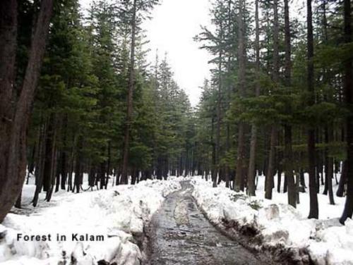 Forest of Ushu in Kalam- Swat - Forest of Ushu in Kalam- Swat, this is the nice place in this area, and too colds in minus going , the nice and too famouse place here