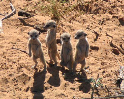 Meerkats - Meerkats Meerkats - Meerkats