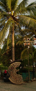 Coconut tree - Coconut tree