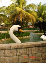 swan - swan