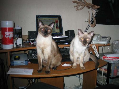 Calvin and Coco - Siamese Cats Calvin and Coco - Siamese Cats