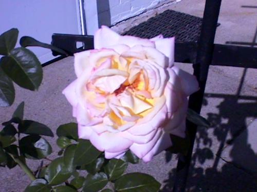rose - a photo of a bright light yellow rose