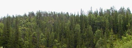Real Pine/ Christmas trees from wienerwald - Real Pine/ Christmas trees from wienerwald