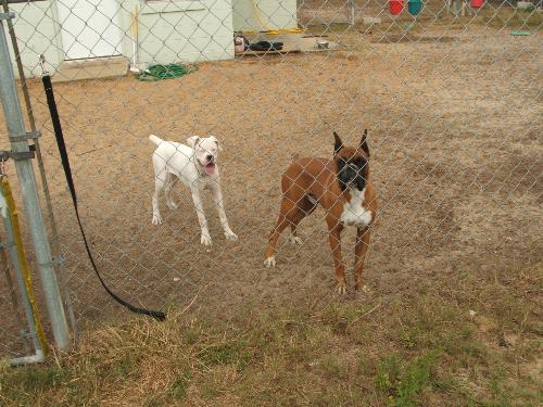 Mush and Tino - Tino: R.I.P.