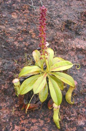 Pitcher Plant - Its an Insectivorous plant...