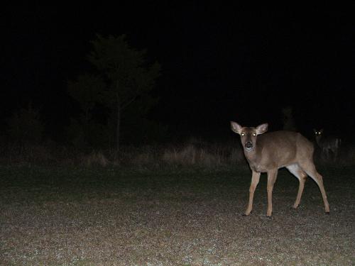 A night at the Beach - A visit home to Long Island and a winter night at the beach.  The deer were everywhere.
