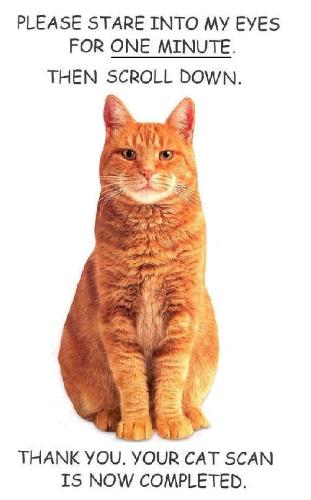 Click me to open :)  - Cat Scan
