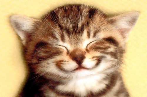 Cat smiling - This Cat smiling picture is from the internet, I have forgotten the URL of  it...But anyway..the cat is cute..