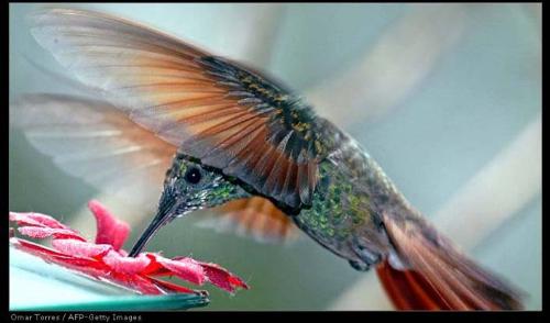 a bird - see their life