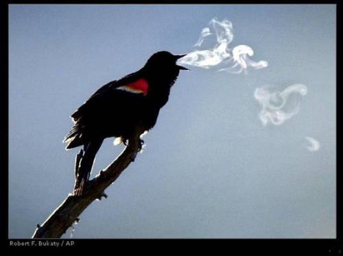 chain smoker -  i don know if it is smoking