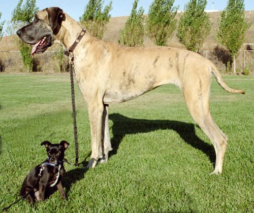 Great Dane and Chihuaha - A Great Dane with a Chihuahua... one of the bigger dogs with the smallest :D