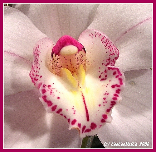 Flower - So nice with light and dark colors.