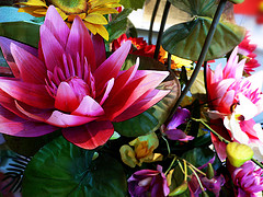 The Opening of Lotus - The Opening of Lotus
