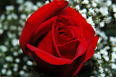 Red Rose - Red Rose