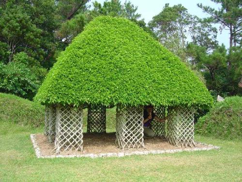 Trees can have woven roots - It is possible to mend the growth of trees