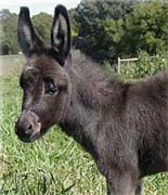 Donkey - Donkey