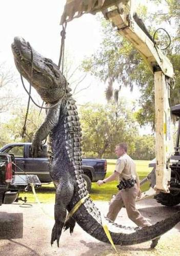 Large Croc - Here's a picture of a large crocodile, 23 feet in length!  It's said to have been taken in Texas, but who really knows.