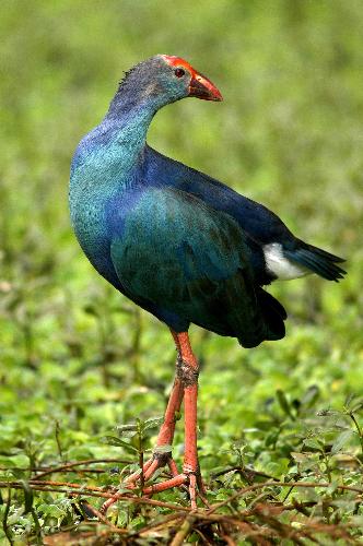 wild birds of India - wild birds india...assam