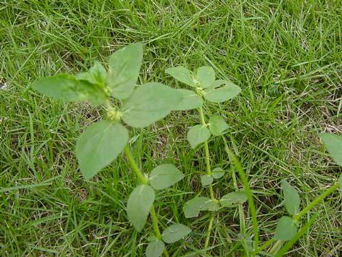 dengue buster - this is a wild plant.  I'm not sure if there are any out there in your country,  but here in the Philippines, this plant is known as  'tawa-tawa' or its scientific name Euphorbia Hirta