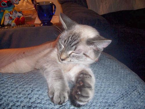 Aurora - My new fur-daughter, Aurora. She's only 6 months old.