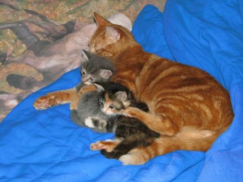 Cats! - Some kitties