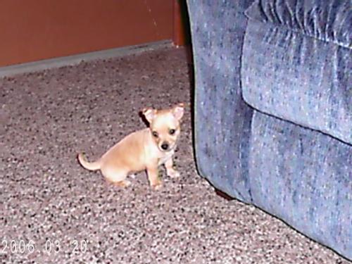 This is my dog Jasper - This is my dog Jasper.He is a chihuahua/rat terrier mix.He is about 9 months old.